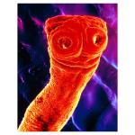 SEM tapeworm
